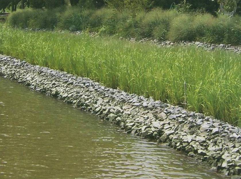 living shoreline